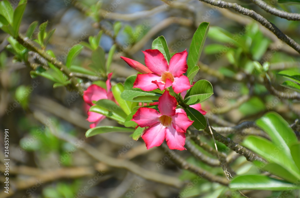 Poster macro red flower thai plumeria sun bright