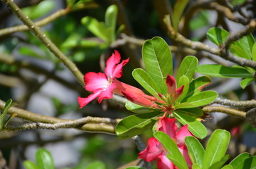 macro red flower thai plumeria sun bright