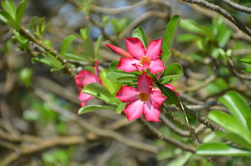 macro red flower thai plumeria sun bright