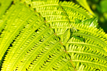 Bright fresh green color fern leaf background