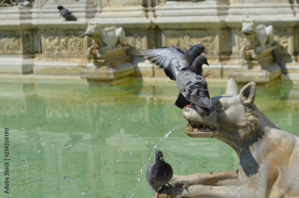 Sticker statue sculpture fountane Siena Italy marble dog pigeon