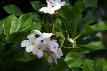 white thai flower plumeria