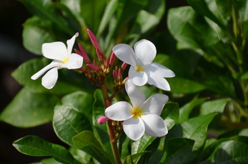 Obraz na płótnie Canvas white thai flower plumeria