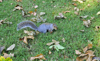 Eichhörnchen auf der National Mall, Washington DC, USA