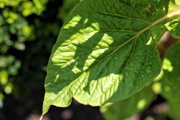 Obraz premium Green leaf