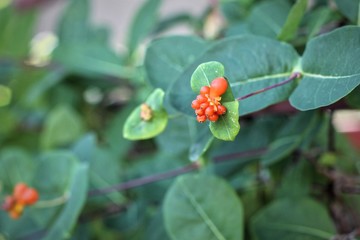 Wild berries