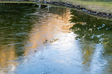 Iced little lake in a woodland in an alpine valley