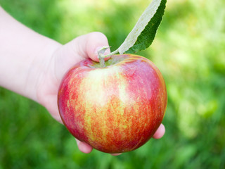 Girl holding a Freshly Picked, Red Apple in an Orchard, Quebec, Canada