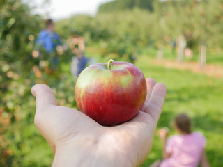 Man holding a Freshly Picked, Red Apple in an Orchard, Quebec, Canada