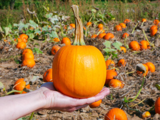 Obraz premium A girl holds a small pumpkin in her hand.