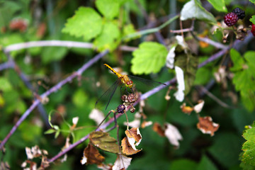 Yellow Gold Dragonfly Perched on Raspberry Plant