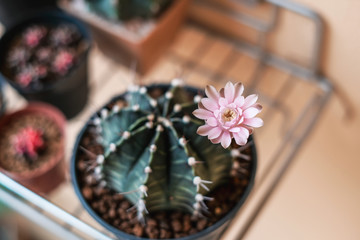 Pink flower of Gymnocalycium cactus 