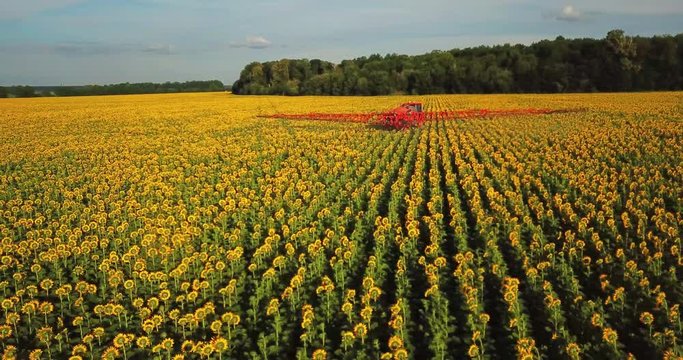 The tractor sprinkles the field with a sunflower. The sprayer processes the pesticide plantation helianthus plantation 4k video.