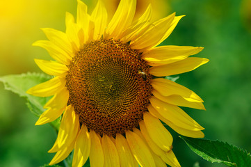 The sunflower on the field under summer sun