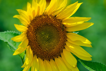 The sunflower on the field under summer sun