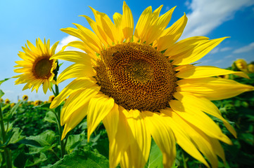 The sunflower on the field under summer sun