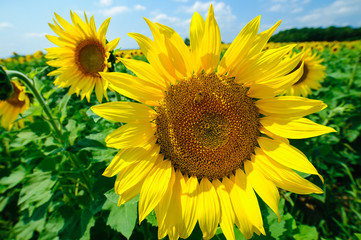 The sunflower on the field under summer sun