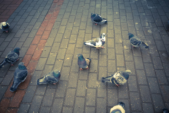 Pigeons on the pavement filtered