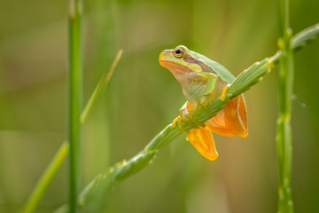 European tree frog