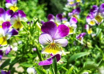 Flowers in the garden