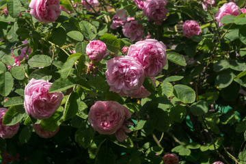 Pink climbing roses