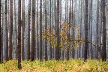 Lone tree in autumn forest