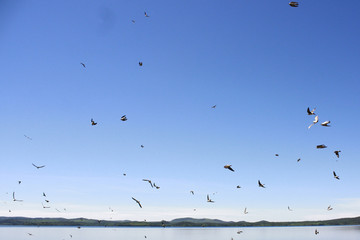 swifts on the sky