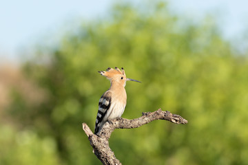 Abubilla © J. Lázaro