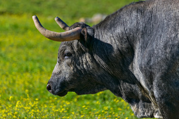 toros
