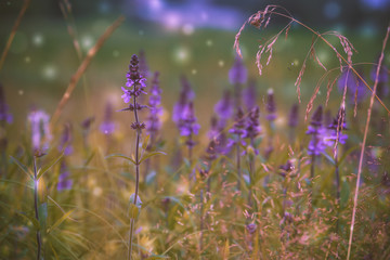 Purple flowers in the grass filtered