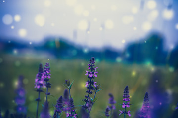 Fototapeta na wymiar Purple flowers in the grass filtered