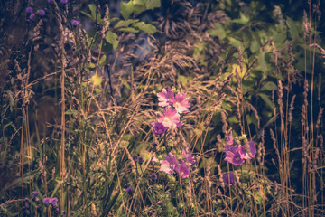 Purple flowers in the grass filtered