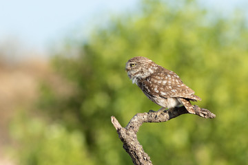 Mochuelo europeo