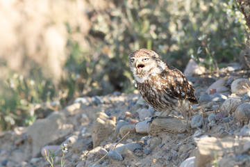 Mochuelo europeo
