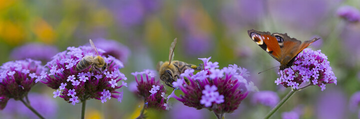 Fototapeta premium pszczoły i motyl w ogrodzie kwiatowym