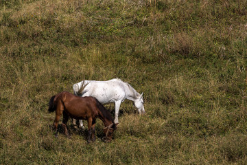 Horses