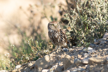 Mochuelo europeo
