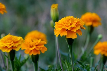Charming marigolds in the garden close-up.