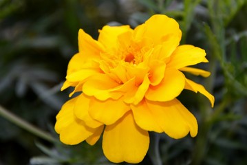 Charming marigold in the garden close-up.