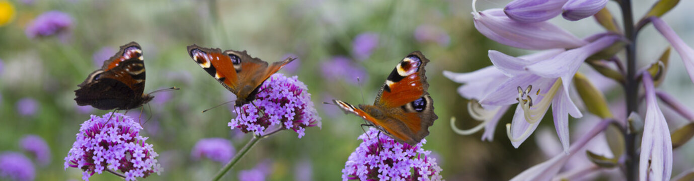 butterflies on the garden flowers - macro photo