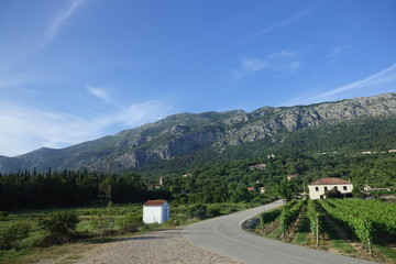 Vineyard in Konavle Valley, near Dubrovnik, Croatia
