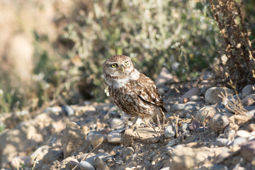 Mochuelo europeo