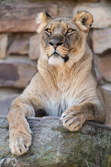 lioness
