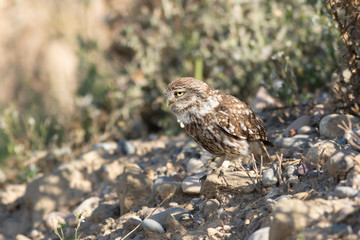 Mochuelo europeo