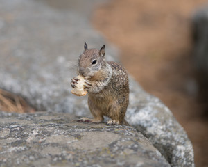 Naklejka na ściany i meble a squirrels lunch