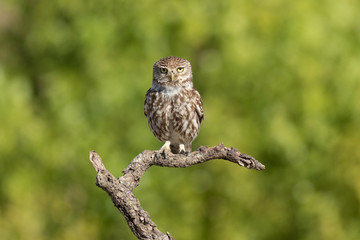 Mochuelo europeo