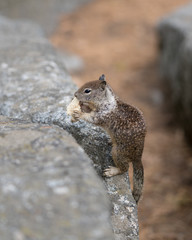 Obraz premium a squirrels lunch