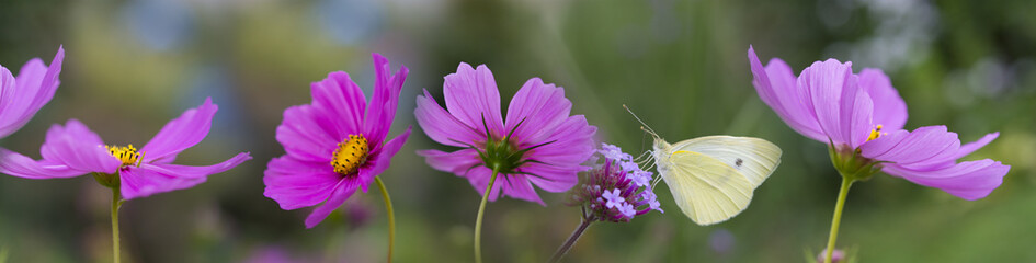 the garden flower and the butterfly - macro photo