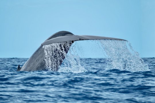 A magnificent blue whale with water streaming from its tail flukes 