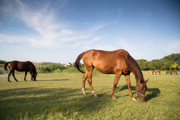 Fototapeta na wymiar Horses grazing on the meadow at animal shelter.